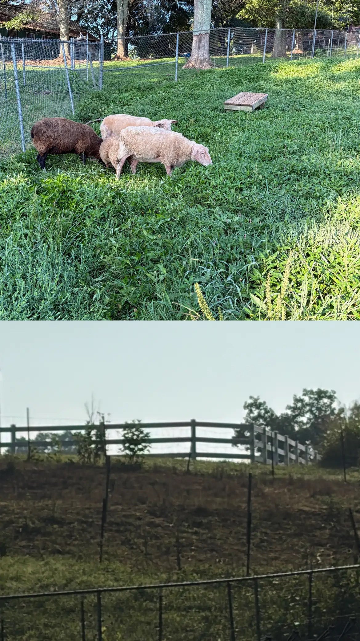 Rotational Grazing