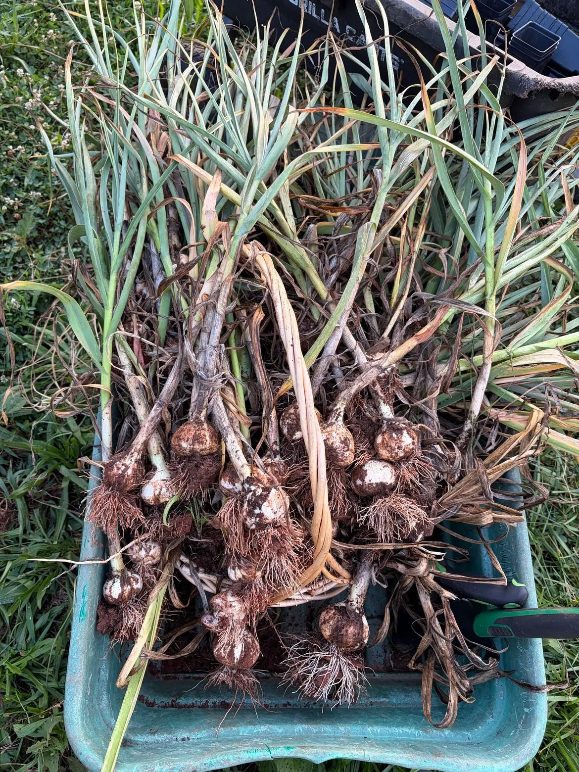 Garlic Harvest - 6/30/26