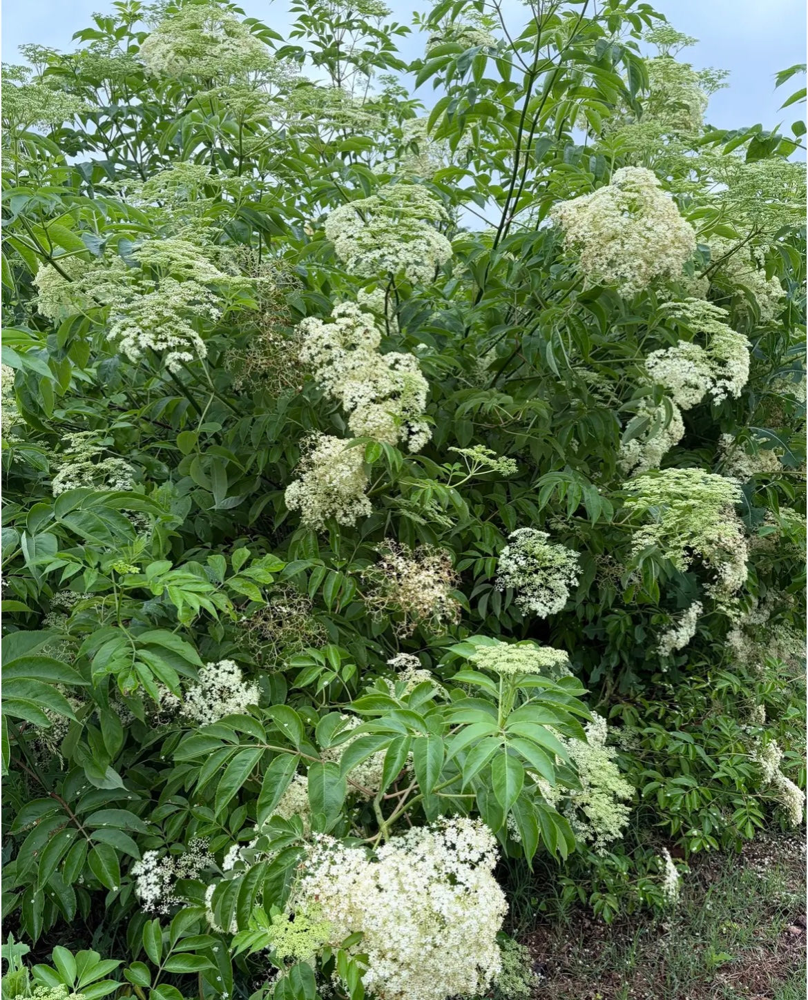 Elderberry - 6/25/26